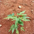 Papaya