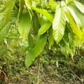 Cacaotier