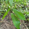 Cacao