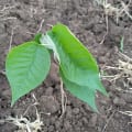 Croton