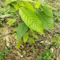 Cacao