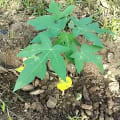 Papaya