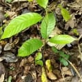 Cacao
