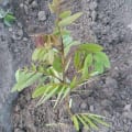 Cassia