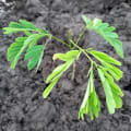 Albizia