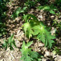 Papaya