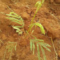 Calliandra