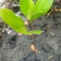 Mangrove Blanche