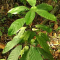 Cacao
