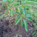 Aguacate