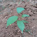 Cacao