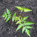 Neem
