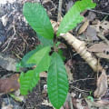 Cacao