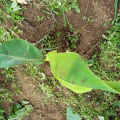 Banano