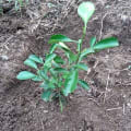 Citronnier