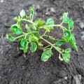Moringa