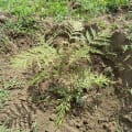 Grevillea