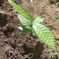 Cacao