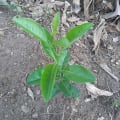 Citronnier