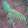 Tefrosia