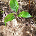 Caoba