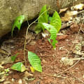Cacao