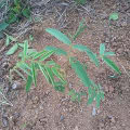 Tefrosia