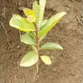 Guava