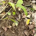 Cacao