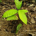 Cacaotier