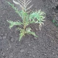 Grevillea