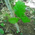 Roverella