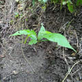 Cacao