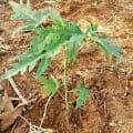 Papaya