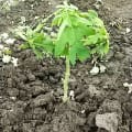 Papaya