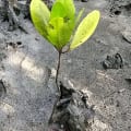 White Mangrove