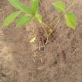 African Mahogany