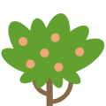Apricot