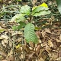 Cacao