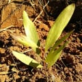 Acacia Mangium