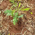 Sesbania