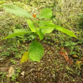 RonTreeNo.1