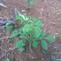 Moringa