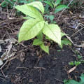 Cacao