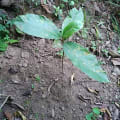 Jackfruit