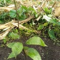 Cacao
