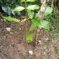 Caoba