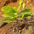 Acacia Mangium