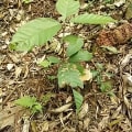 Cacao