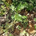Grevillea